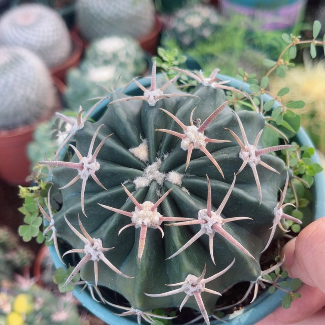 凌波仙人球开花球