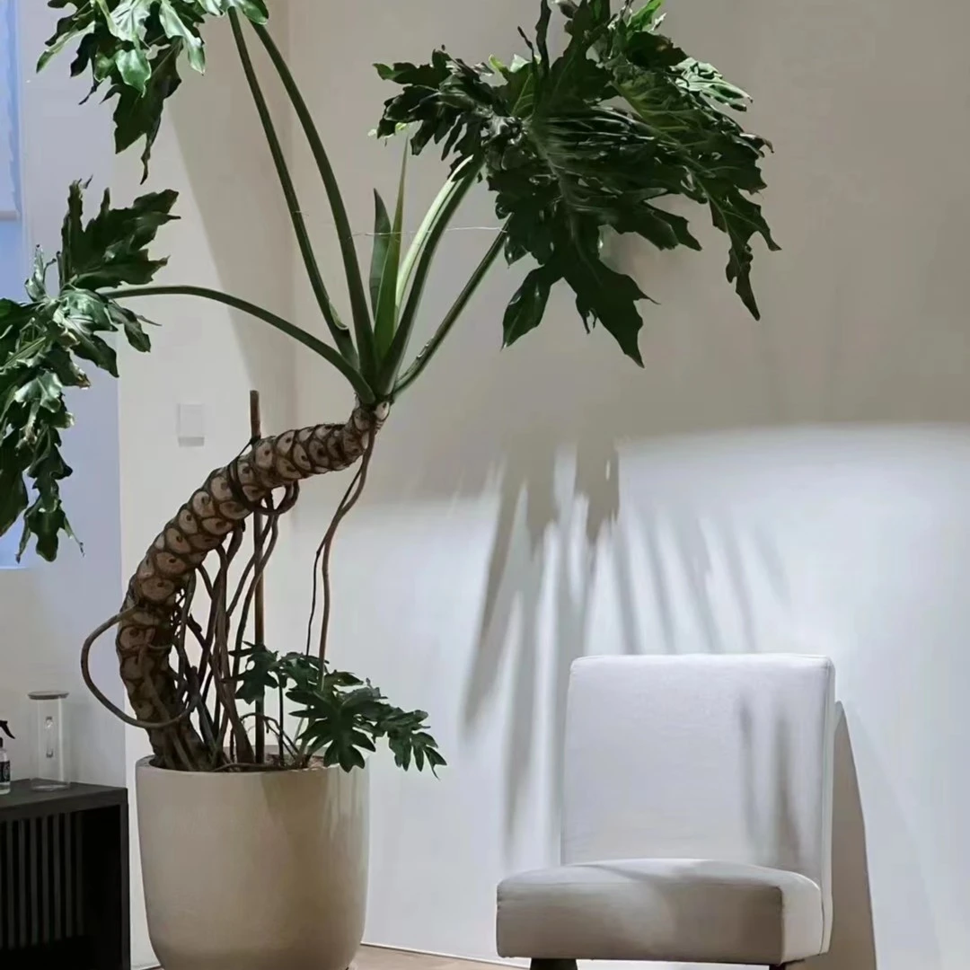 春羽绿植老桩大型办公室客厅懒人好养长青室内家居美观植物养护