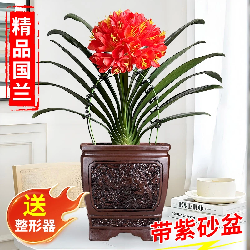 【紫砂盆 君子兰10-12叶】国兰 兰花盆栽 室内四季花卉 年年开花