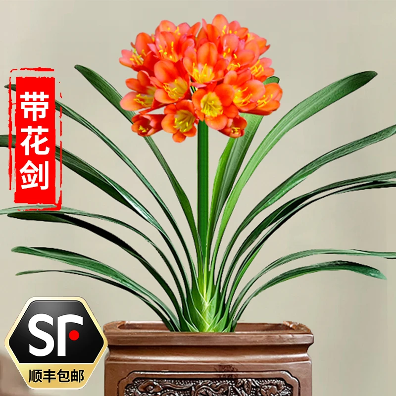 【带花剑 14叶 君子兰】高档兰花盆栽 室内四季常青花卉 年年开花