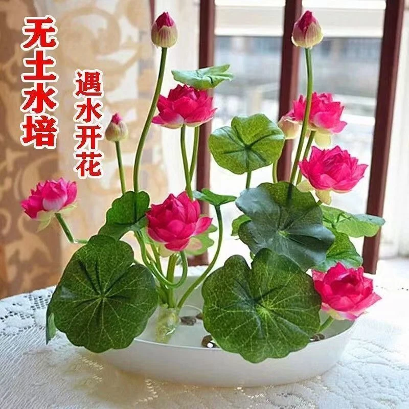 已开口碗莲种子四季无土水培植物盆栽室内阳台鱼缸睡莲荷花卉种子