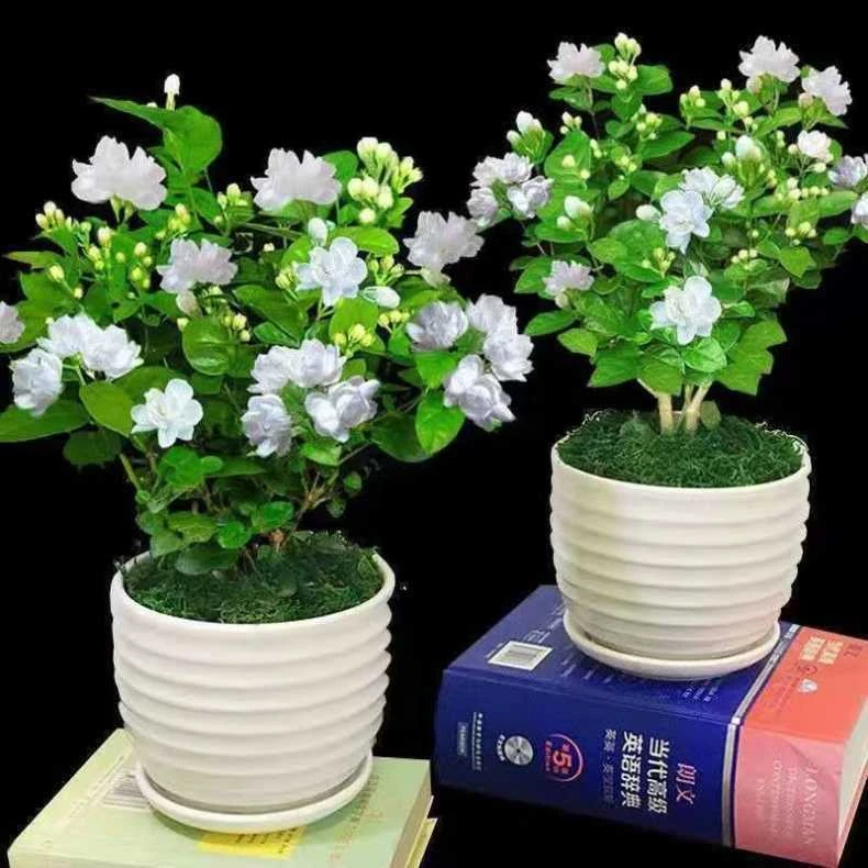 茉莉花种子花籽易活易种耐热观赏植物四季可播阳台盆栽室内花卉籽