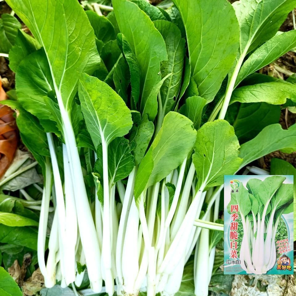 四季甜脆白菜种子口水甜白梗小白菜速生青菜脆甜可口产量高蔬菜籽