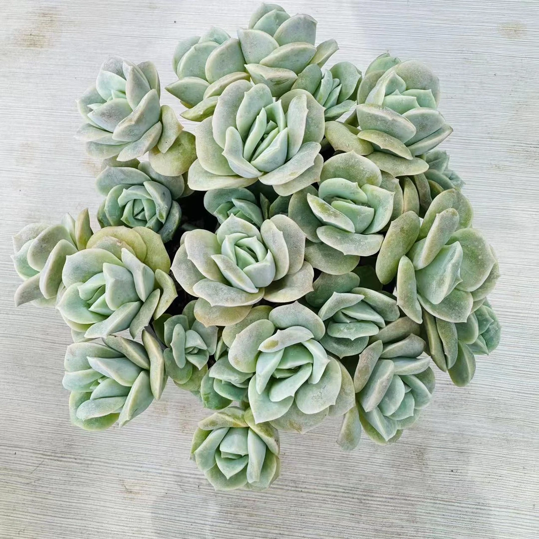 【七彩家 可爱玫瑰 多肉植物】新手好养 带盆带土