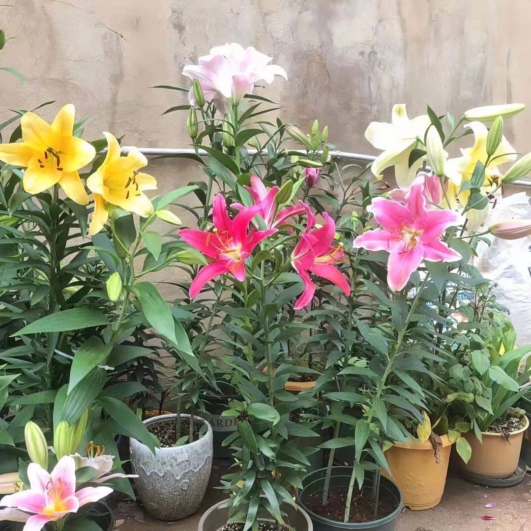 百合种球进口香水百合花种子耐寒四季室内外盆栽地栽百合花种球