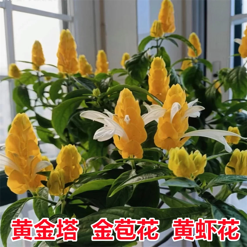 黄虾花阳台庭院盆栽金苞花黄金塔黄色皇后黄虾衣四季开花金苞虾衣