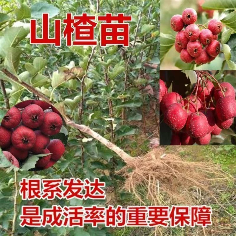 山楂树树苗特大超甜大金星南北方耐寒耐旱矮化盆栽地栽庭院带土球