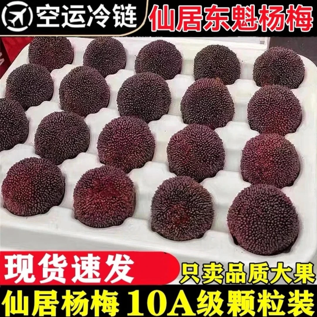 正宗仙居高山东魁杨梅30-35克蓝装现摘现发5.5斤顺丰冷链发货空运