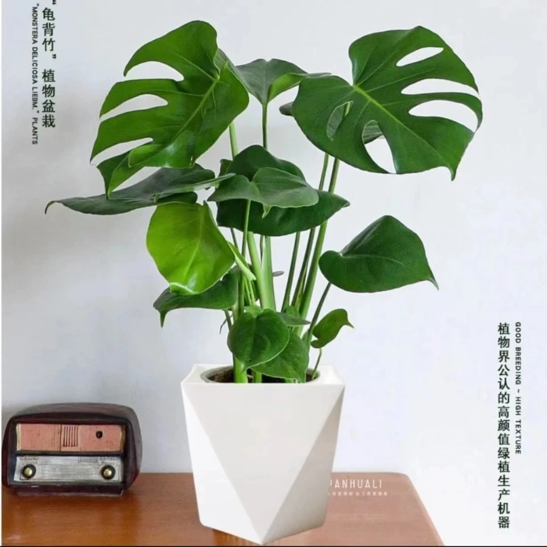 【3颗苗】龟背竹土培植物加盆室内绿植好养客厅净化空气办公室