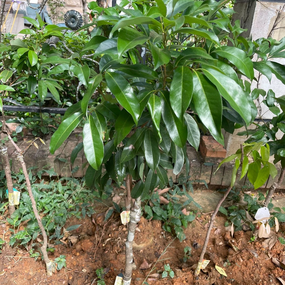 【东荔王】东方红嫁接苗绿植盆栽1.5-2公分左右包邮