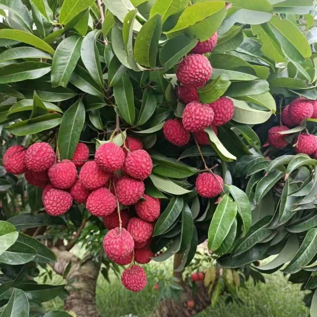【东荔王】荔枝树苗东方红、仙进奉、无核荔嫁接苗盆栽绿植包邮