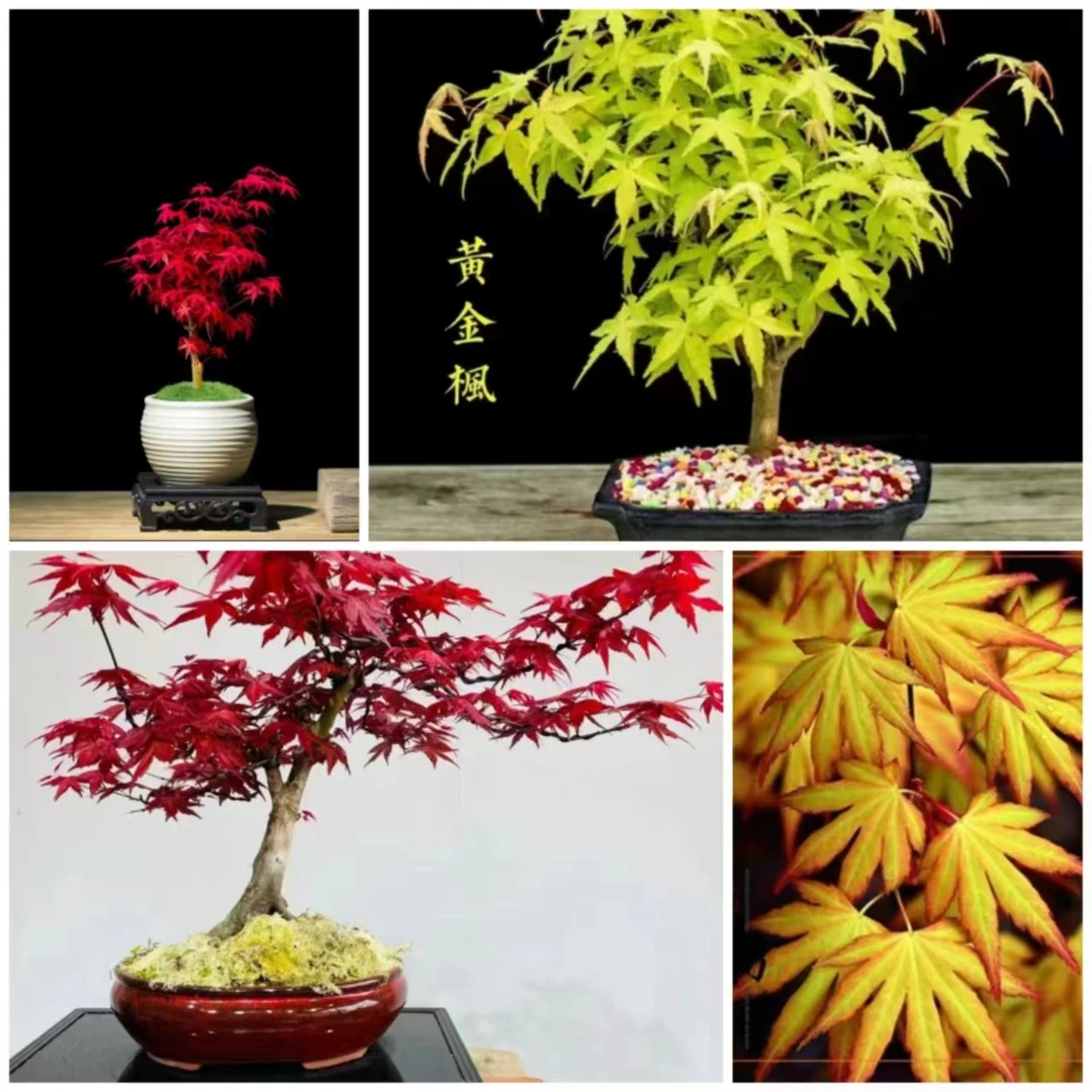 枫树（红舞姬）（黄金枫）观叶四季好养室内外盆栽耐寒植物【不带盆】
