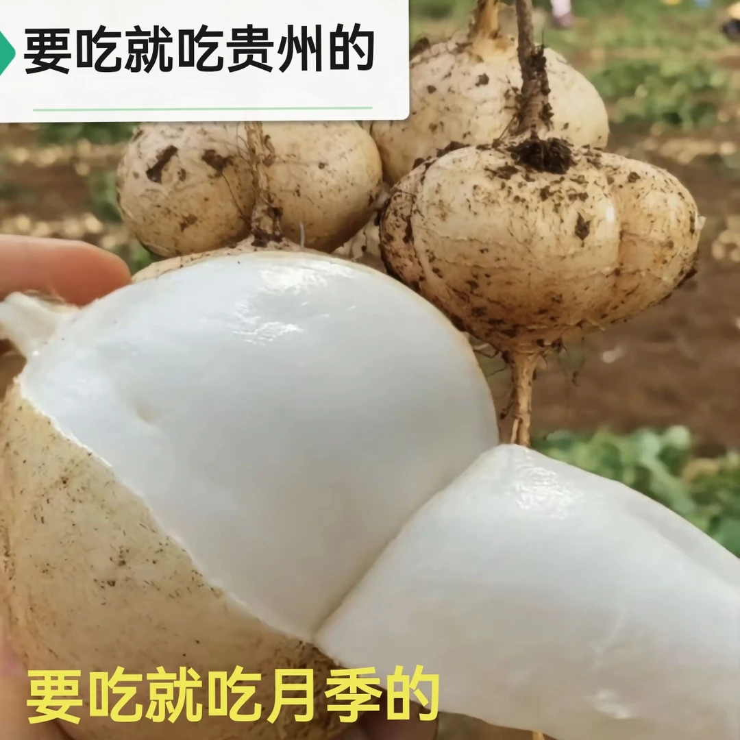 地萝卜凉薯白地瓜，小时候吃过，还是那个味