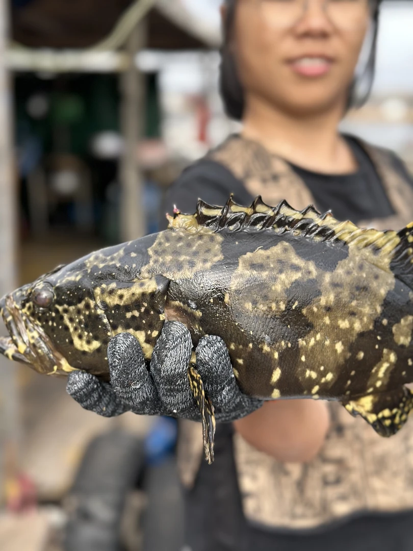 （美）广东湛江本港直发鲜冻石斑鱼两条850-950g/条