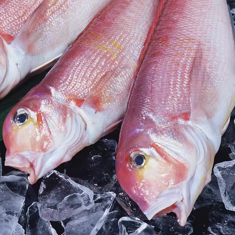 东海野生新鲜马头鱼海捕极速冷冻发货白方甘斧头鱼深海冰鲜红甘鲷