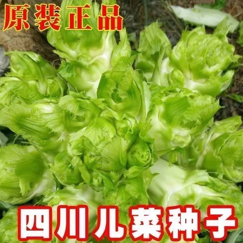 【满5包包邮】【今年新种】儿菜种子四季播娃娃菜抱子芥菜早熟易种
