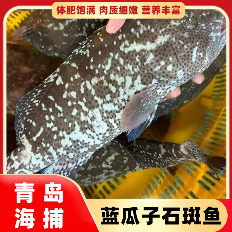 蓝瓜子石斑鱼鲜香青石斑鱼青岛名贵海鱼肉质鲜嫩新鲜食材冷链发货