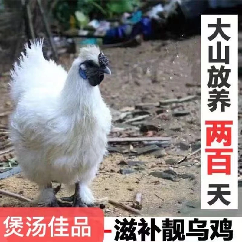 （拍1发4）散养白凤土乌鸡新鲜宰净重6斤送人参冷链发货无内脏