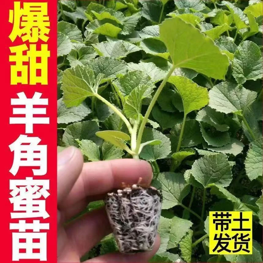 超甜羊角蜜秧苗带土发货易成活优质高产早熟坐果能力强基地直发货
