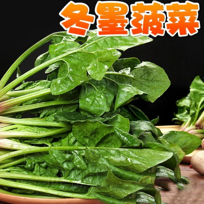 大叶红根菠菜种子  耐热耐寒四季阳台盆栽庭院农家蔬菜种籽元素