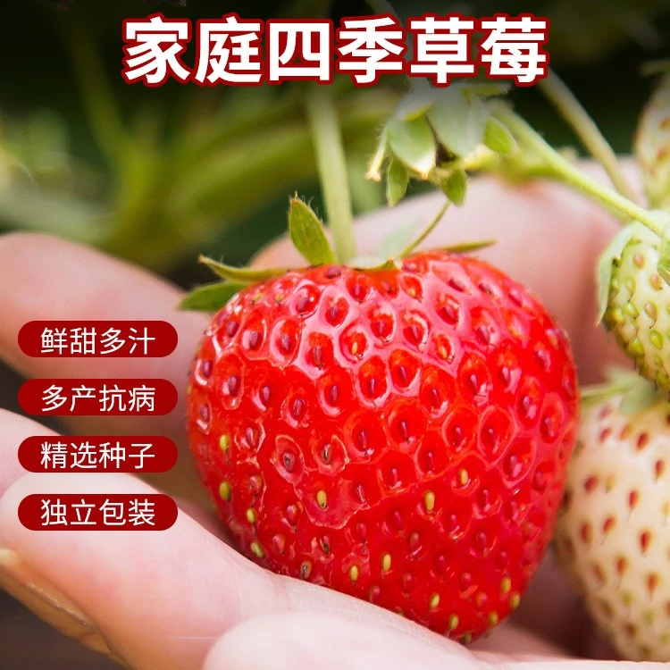 草莓种籽子奶油草莓盆栽苗四季开花结果室内外花卉盆栽阳台花种子