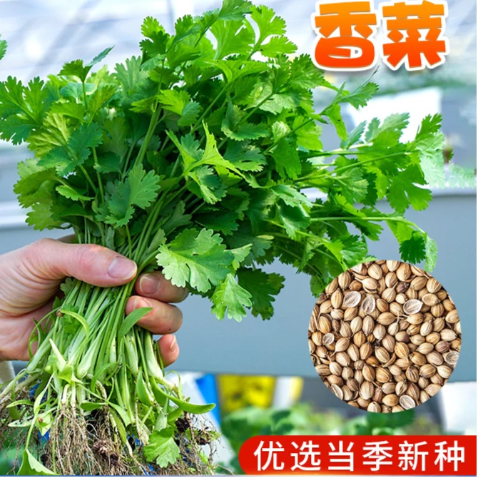 香菜种子小叶香菜种子速生种籽春季四季阳台小院种植芫荽蔬菜种子