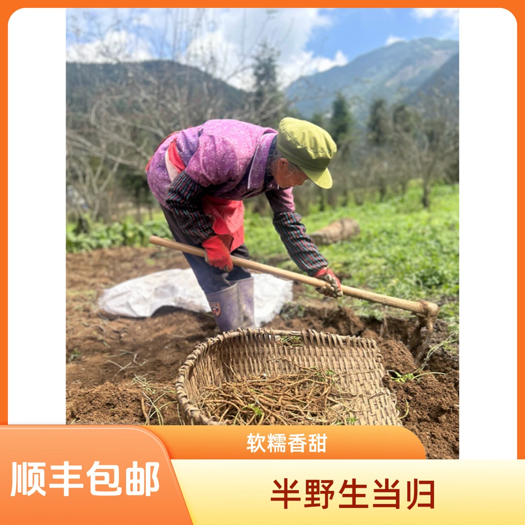大凉山新鲜食材现挖甜当归独脚当归面当归软糯香甜，顺丰包邮