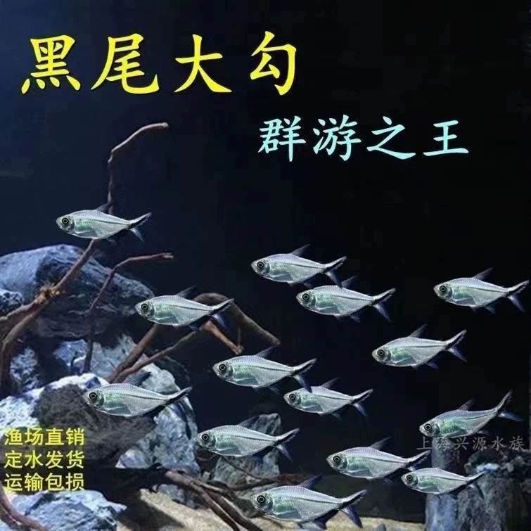 黑尾大勾群游鱼草缸小型活体热带观赏鱼