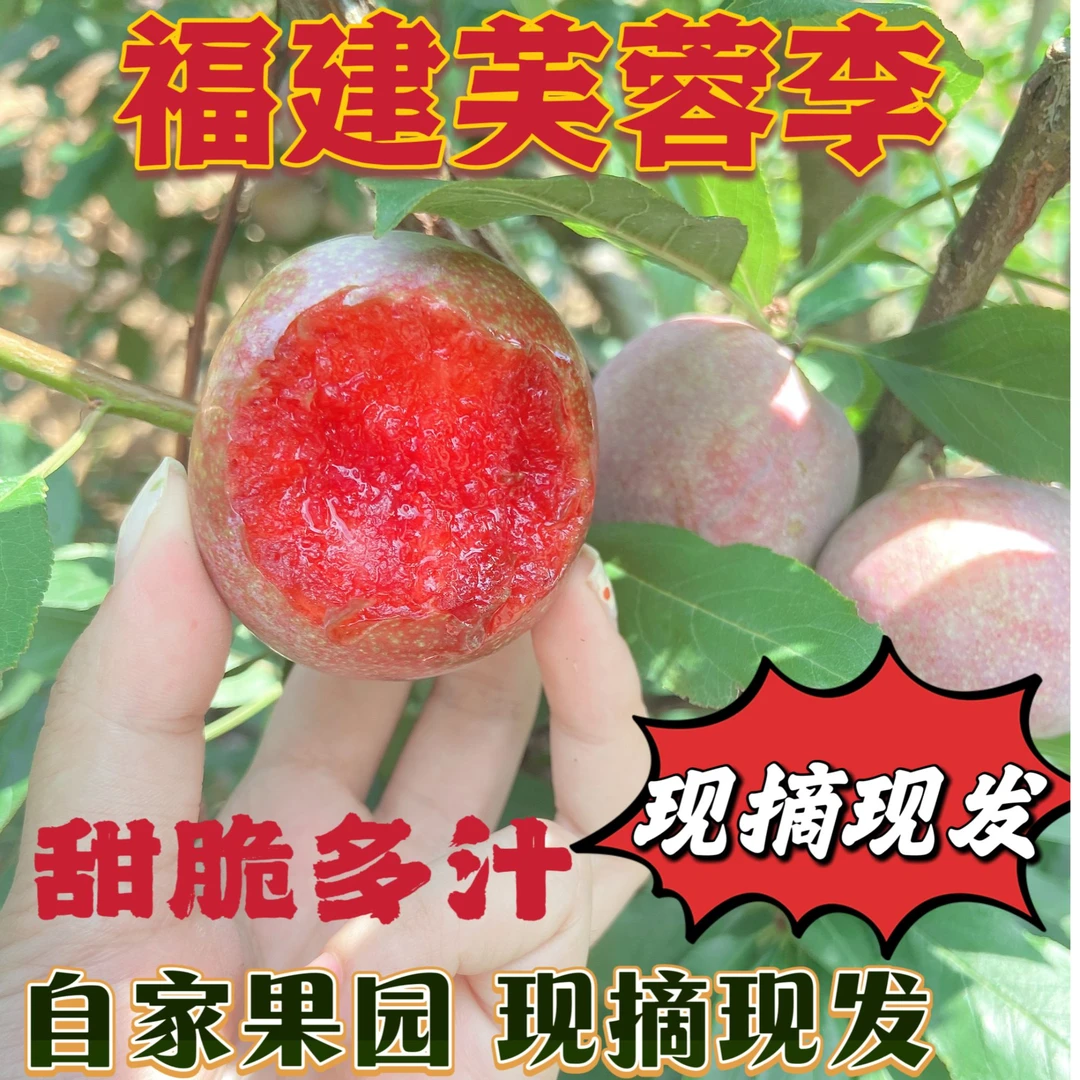 【宠粉福利】福建芙蓉李红心李三华李鲜果水果孕妇水果新鲜采摘