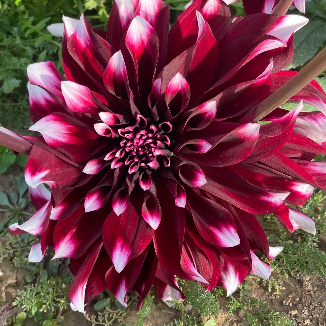 【格子】 进口大丽花种球对版发货