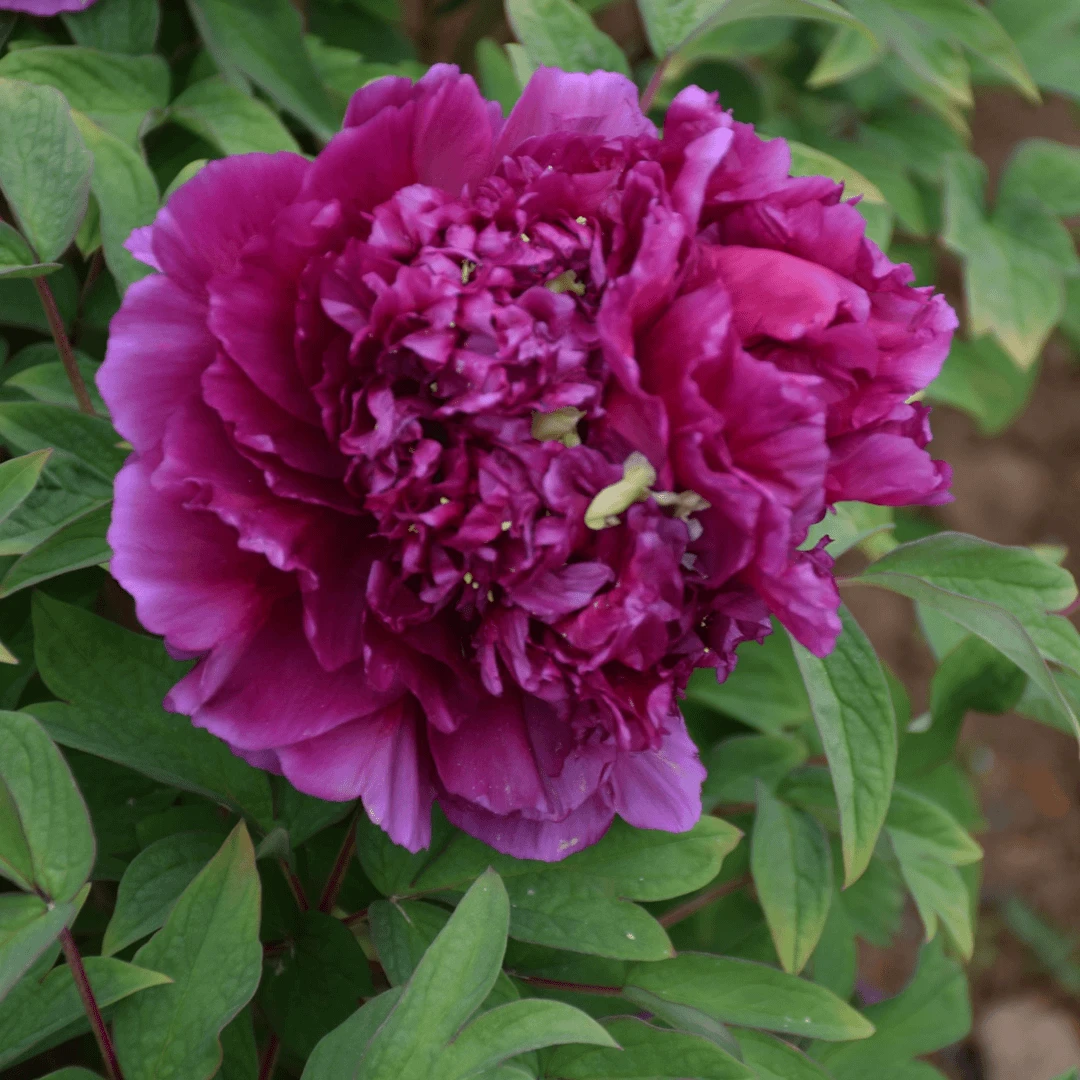 【菏泽牡丹园】冠群芳紫红色系牡丹对版发货 先发肥料 后发牡丹苗