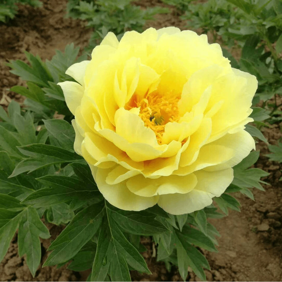 【菏泽牡丹园】巴茨拉精品黄色系牡丹对版发货 先发肥料 后发牡丹苗