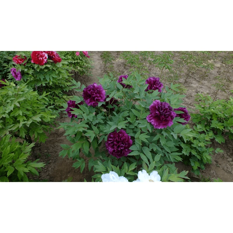 【菏泽牡丹园】气壮山河紫红色系牡丹对版发货 先发肥料 后发牡丹苗