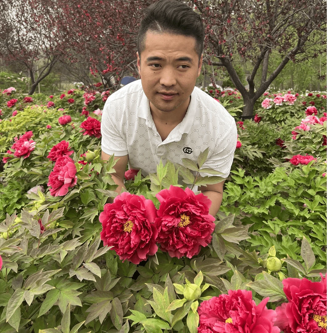 【菏泽牡丹园】红色系太阳 精品牡丹对版发货 先发肥料 后发牡丹苗