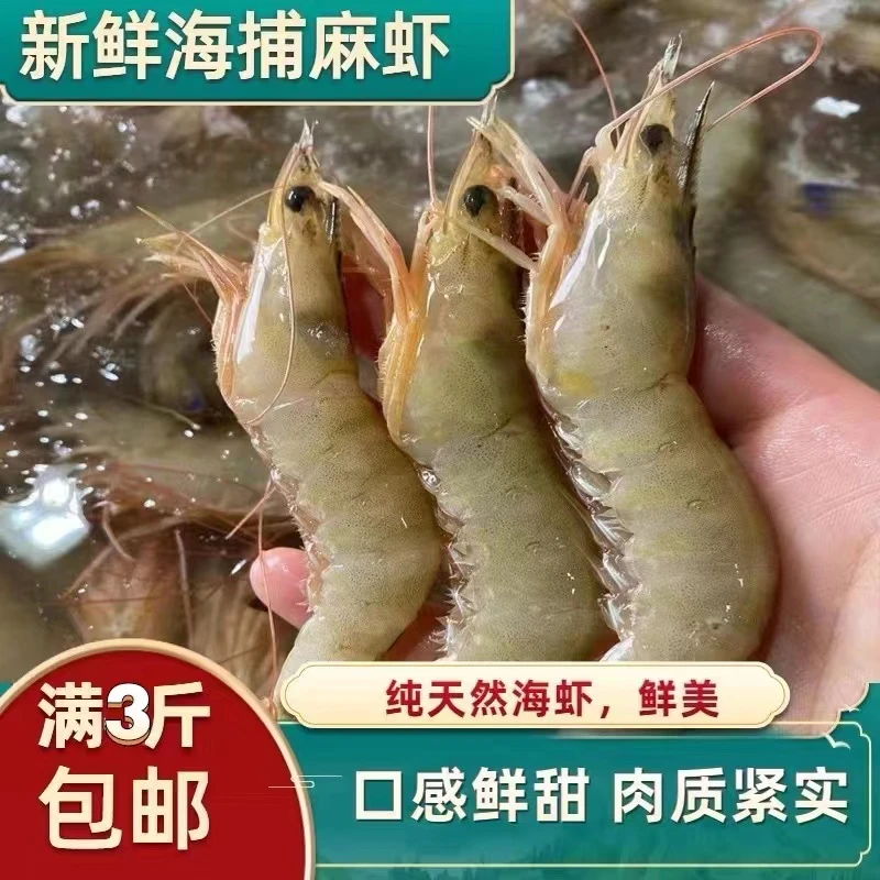 【海众水产】广东湛江本港 野生麻虾 新鲜速冻 深海捕捞 顺丰包邮