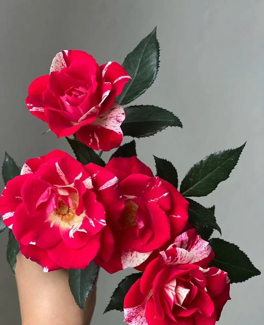 【草莓牛奶玫瑰链接】云南产地直发 | 新鲜采摘