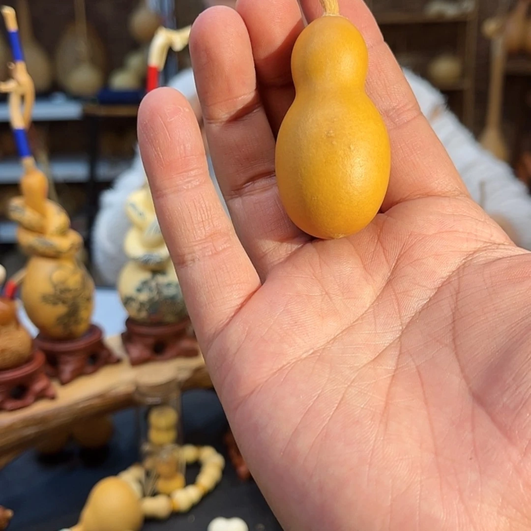 【闪购商品】天然葫芦莉*