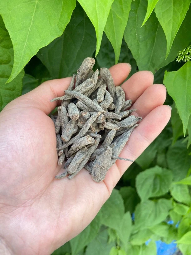 【彭彭先収山货】双-参-太-阳-参150g-500g-初级农产品