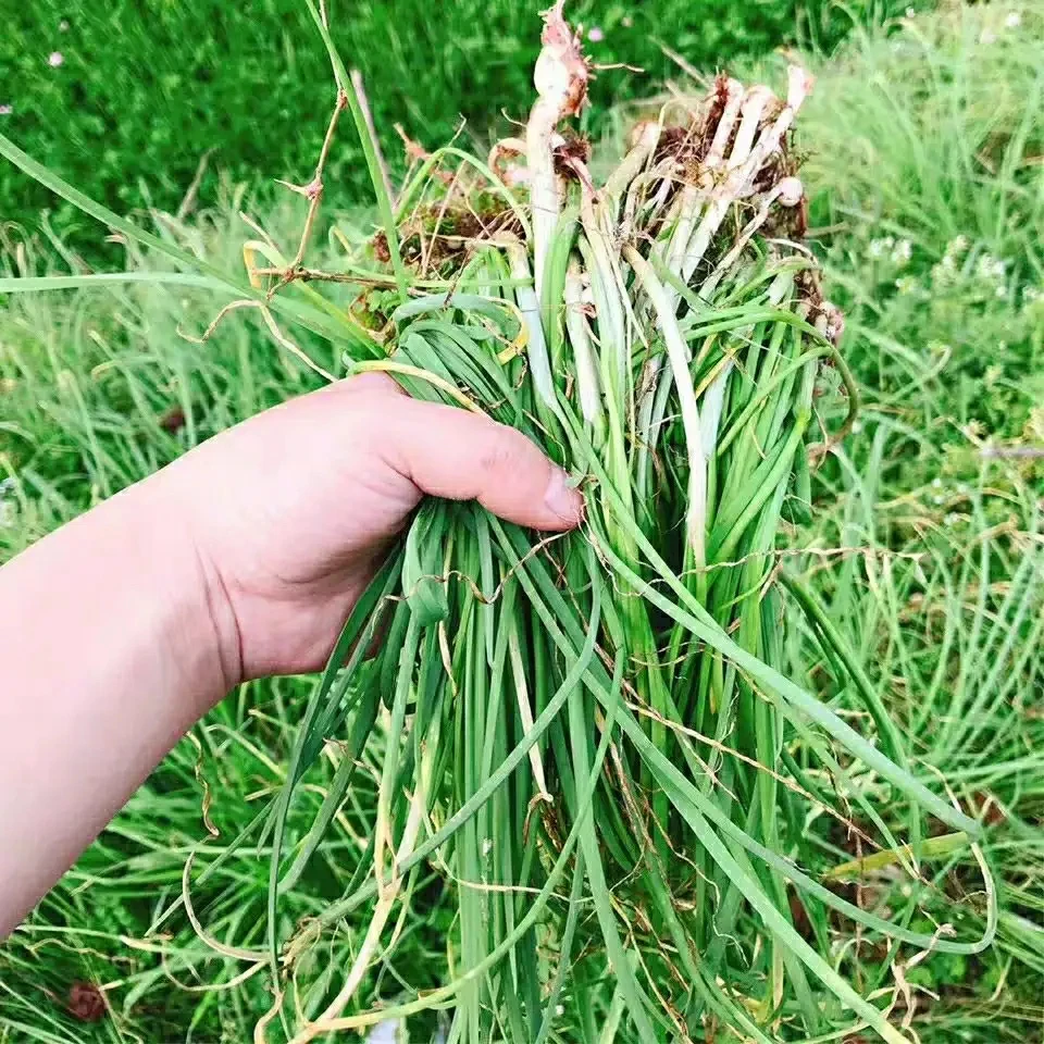 贵州特产新鲜野葱野蒜苦蒜野生蒜小根蒜野菜现挖现发