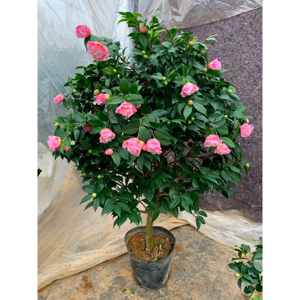 香妃山茶花树苗阳台庭院盆栽浓香四季常青耐寒花卉绿植物好养易活