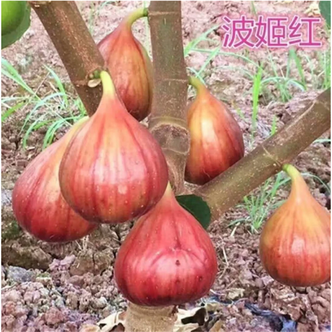 无花果树果苗带果矮化盆栽南北方种植波姬红芭劳奈耐寒苗子果树苗