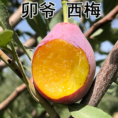 果树苗 嫁接西梅苗 卯爷西梅树苗李子苗南北方种植盆地栽当年结果