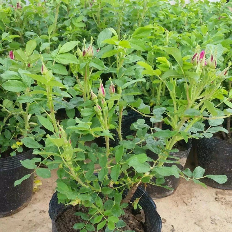盆栽玫瑰花苗玫瑰平阴玫瑰苗四季阳台庭院种植花卉嫁接苗好养易活
