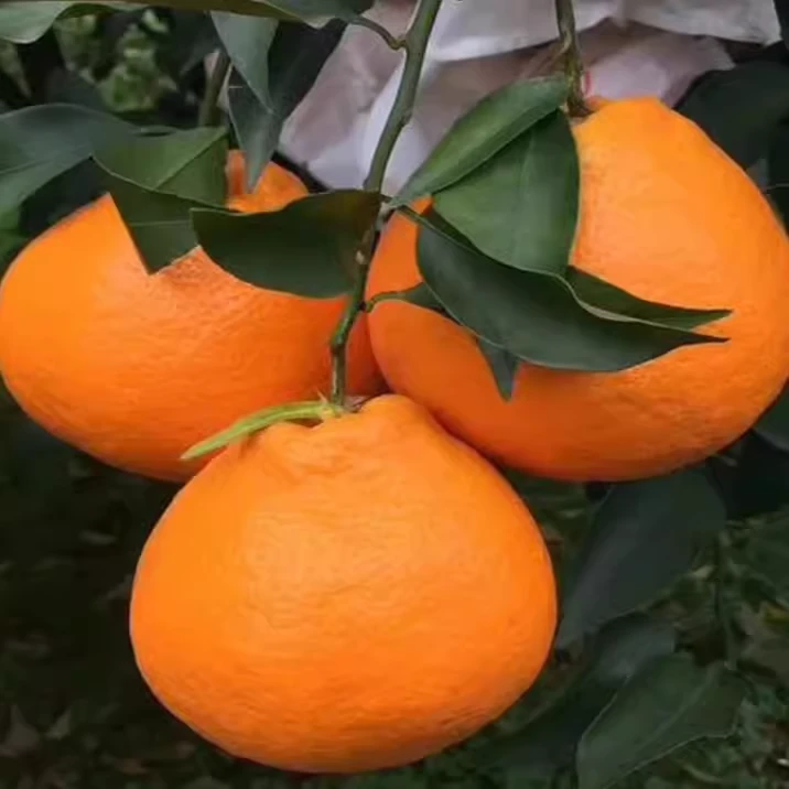 四川春见苗耙耙柑树苗丑橘子树苗柑桔苗嫁接苗丑八怪柑橘桔子树苗