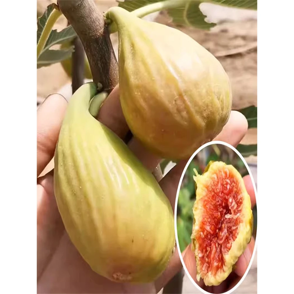 新品种特大果香蕉巴劳奈大巴无花果树苗南北方地栽盆栽当年结果苗