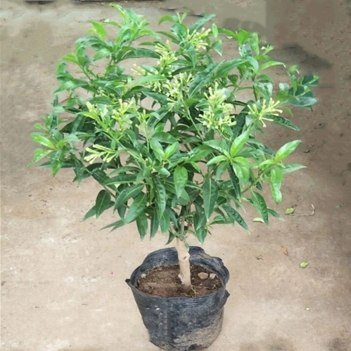 夜来香花苗盆栽浓香室内外花卉绿植阳台驱蚊草虫植物四季好养型