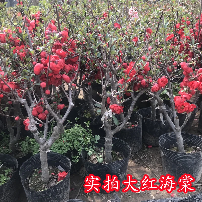 海棠花盆栽植物花苗老桩盆景树桩带花苞四季开花室外重瓣阳台花卉
