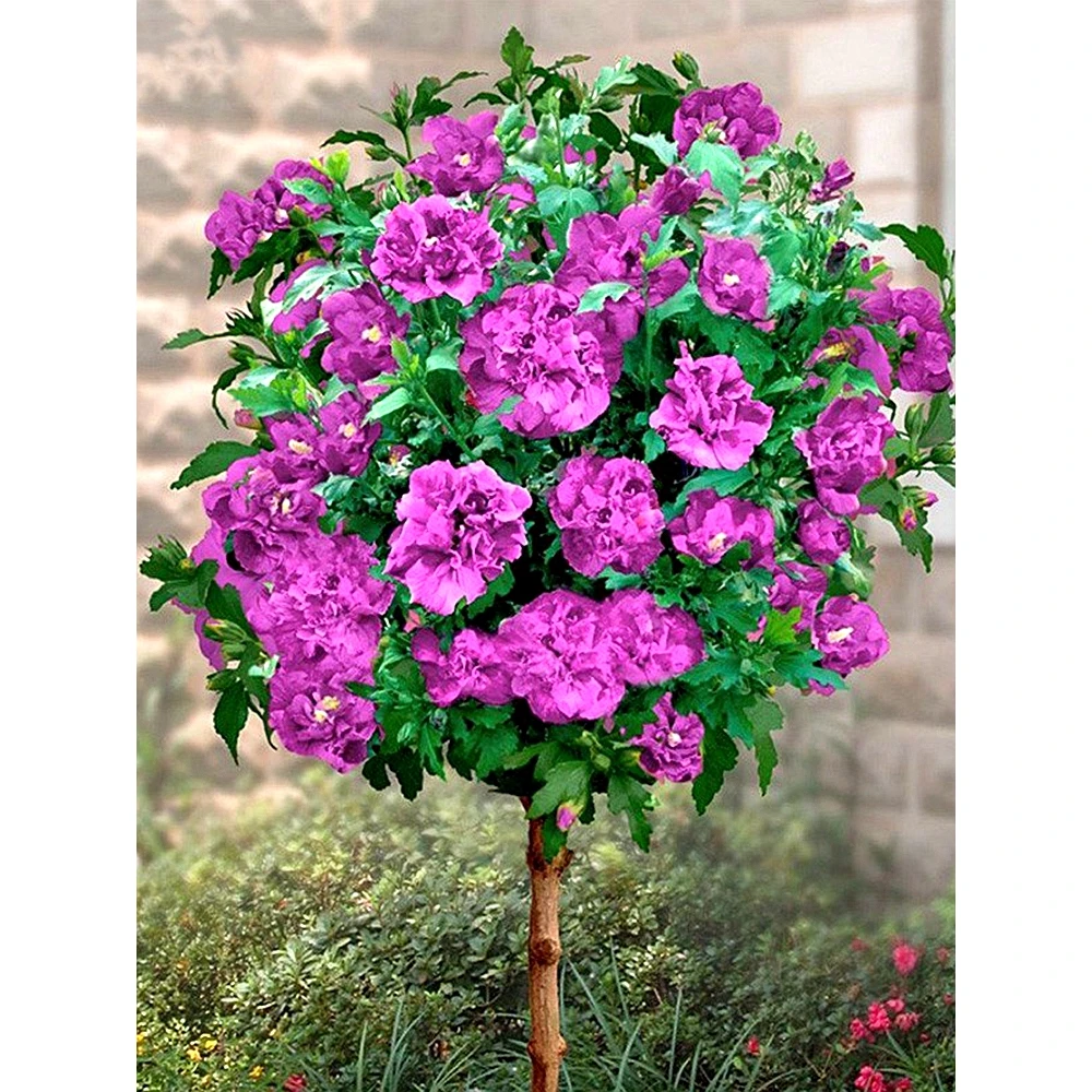 日本重瓣木槿树苗盆栽花卉紫玉蓝紫色蓝莓冰沙四季阳台庭院植物