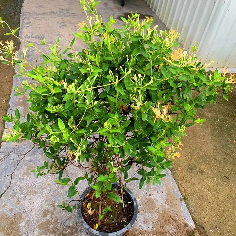 耐寒的红色金银花盆栽攀援爬藤花卉阳台庭院垂吊植物黄金银花盆景