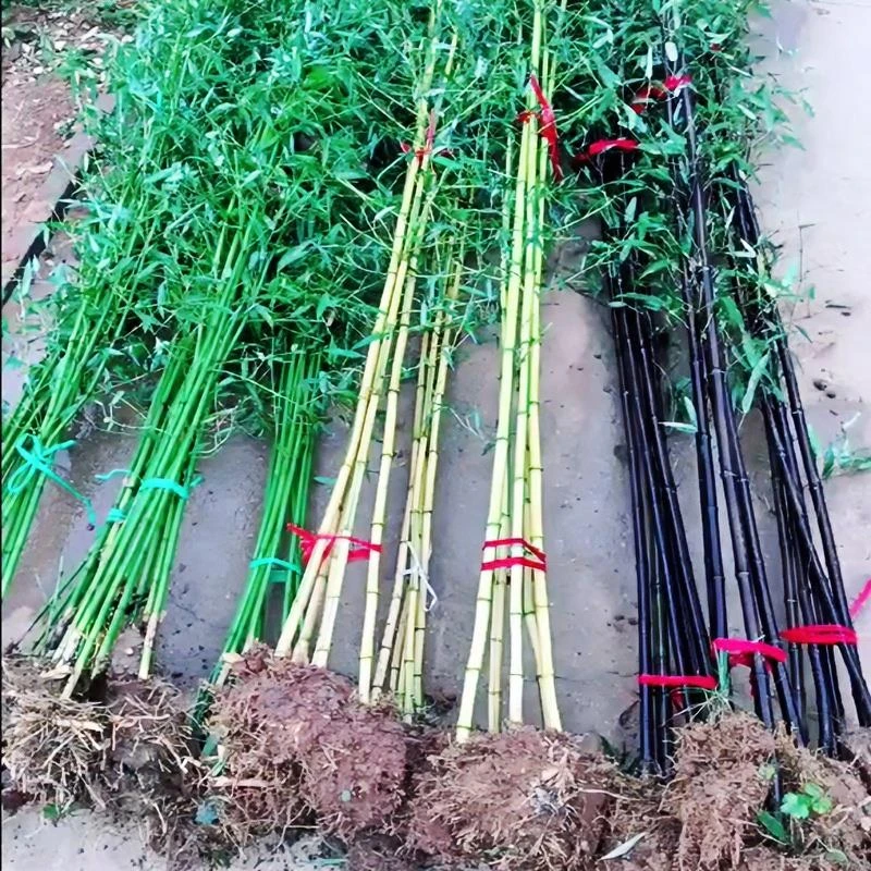 庭院绿化观赏植物紫竹苗青竹苗金镶玉竹子苗早园竹佛肚竹湘妃竹